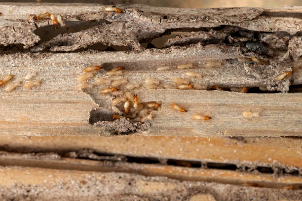 Best Bed Bug Extermination  in Elkhart, KS
